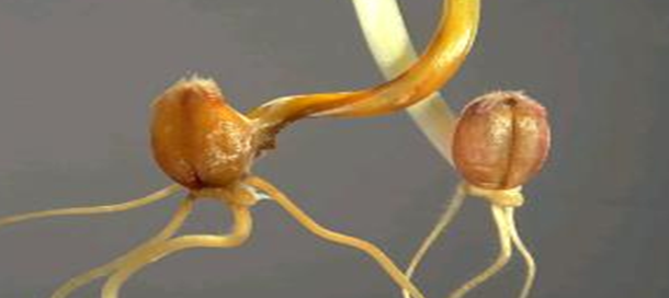 Fusarium spp.