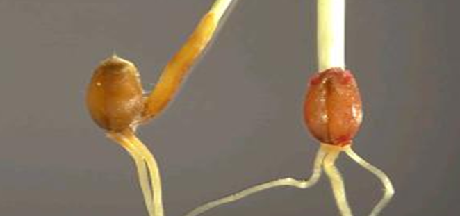 Septoria nodorum