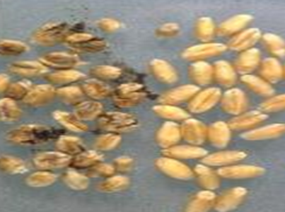 Tilletia spp.