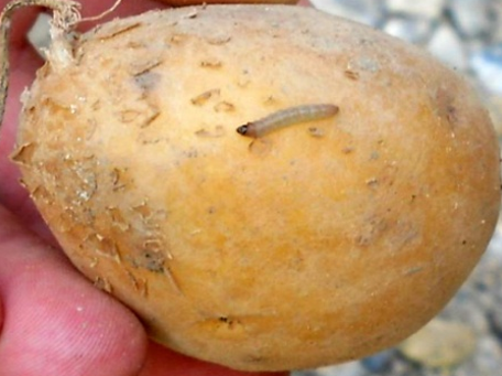 Krompirov moljac