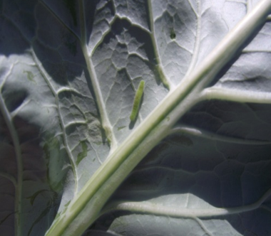 Larva kupusnog moljca