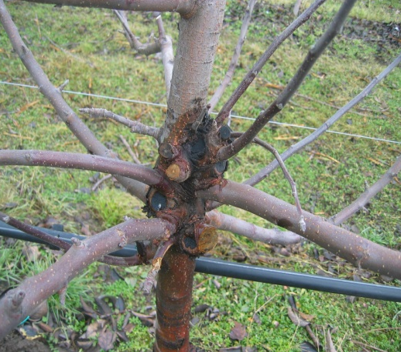 VOĆARSTVO - ZAŠTITA BILJA TOKOM FEBRUARA