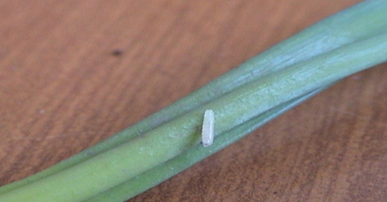 larva lukove muve