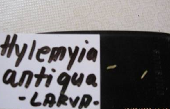lukova muva agrolekar