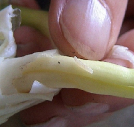 lukova muva larva na luku