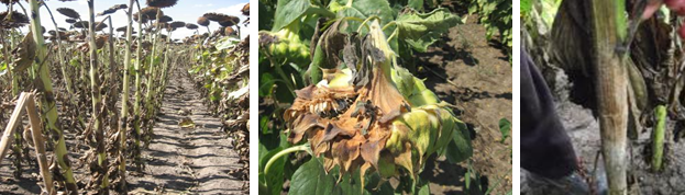PHOMA I SCLEROTINIA GLAVE I STABLA SUNCOKRETA