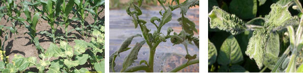Posledica neoprane prskalice nakon primene herbicida na bazi 2,4 D