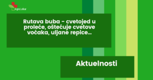 Read more about the article RUTAVA BUBA – CVETOJED U PROLEĆE OŠTEĆUJE CVETOVE VOĆAKA, ULJANE REPICE…