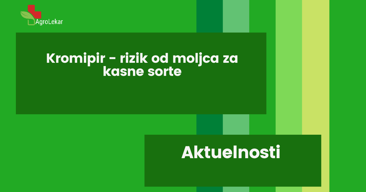 You are currently viewing KROMPIR – RIZIK OD MOLJCA ZA KASNE SORTE!!!