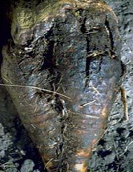 Rhizoctonia solani