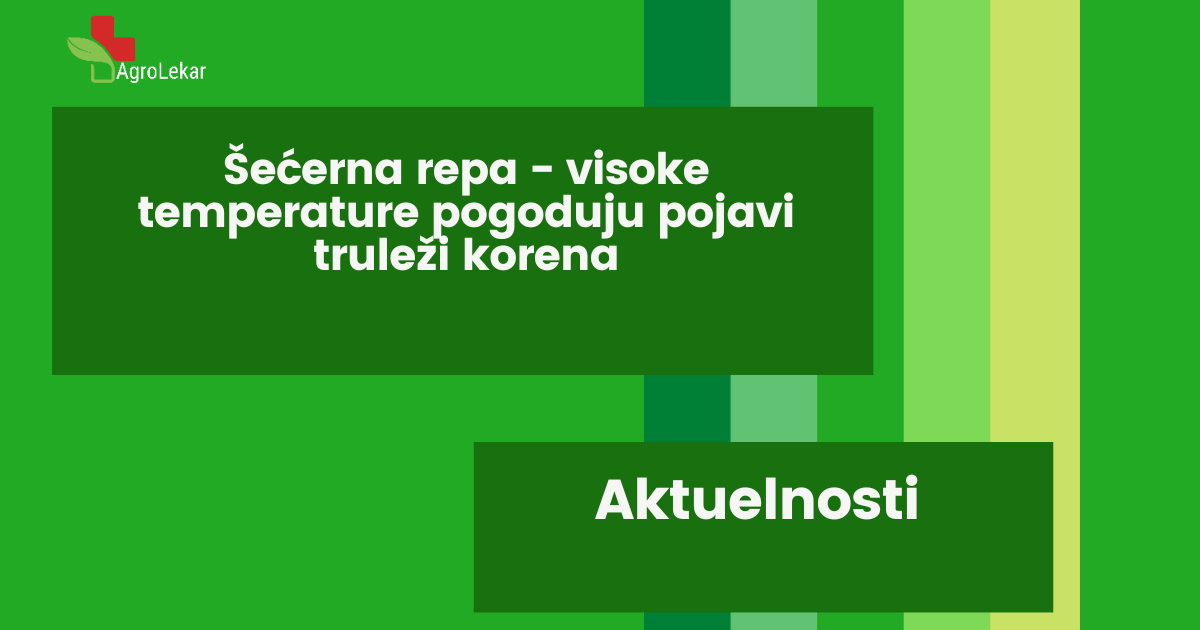 You are currently viewing ŠEĆERNA REPA – VISOKE TEMPERATURE POGODUJU POJAVI TRULEŽI KORENA!!!